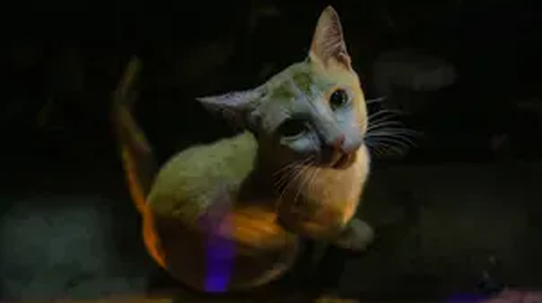 Cat sole survivor of 115-meter fall in US canyon
