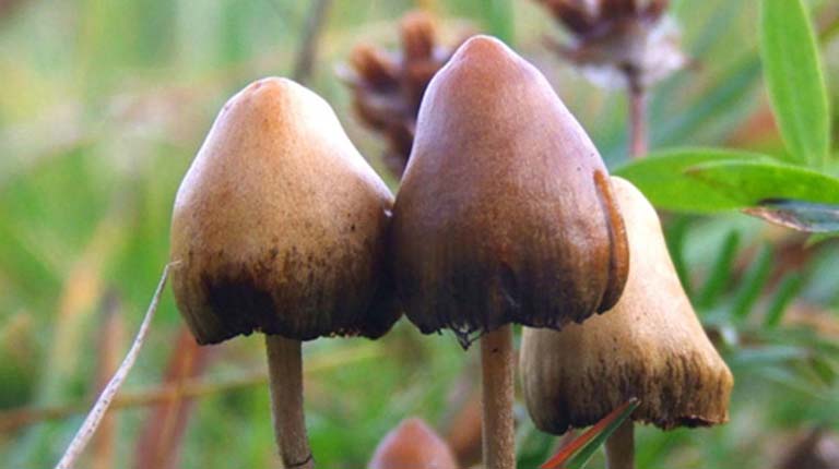 Mushroom murders: Australian woman details marital issues before deadly meal