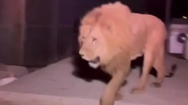 Escaped lion shot dead in Turkey after attacking worker