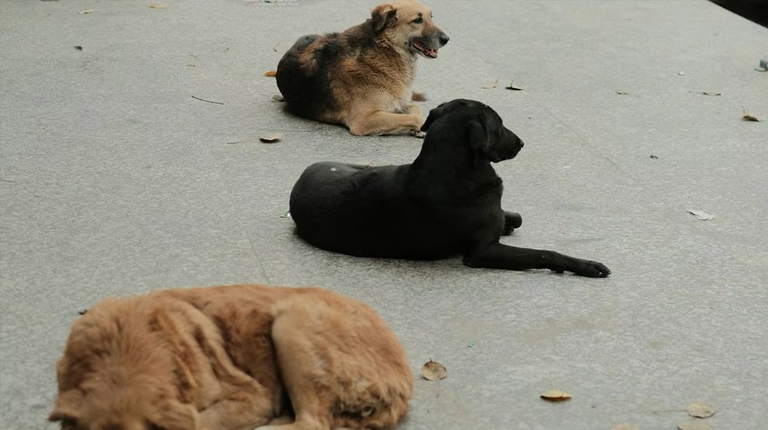 Dahil sa dami ng dog bites, libo-libong asong gala pinahuhuli sa Delhi